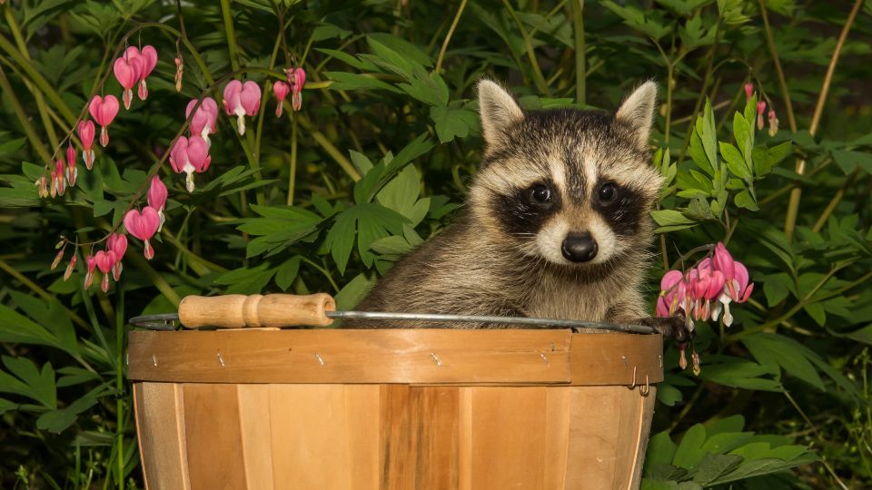 raccoon in a wood basket with flowers