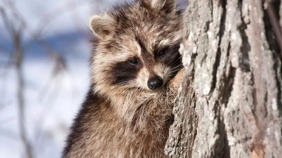 raccoon nestled against a tree in winter