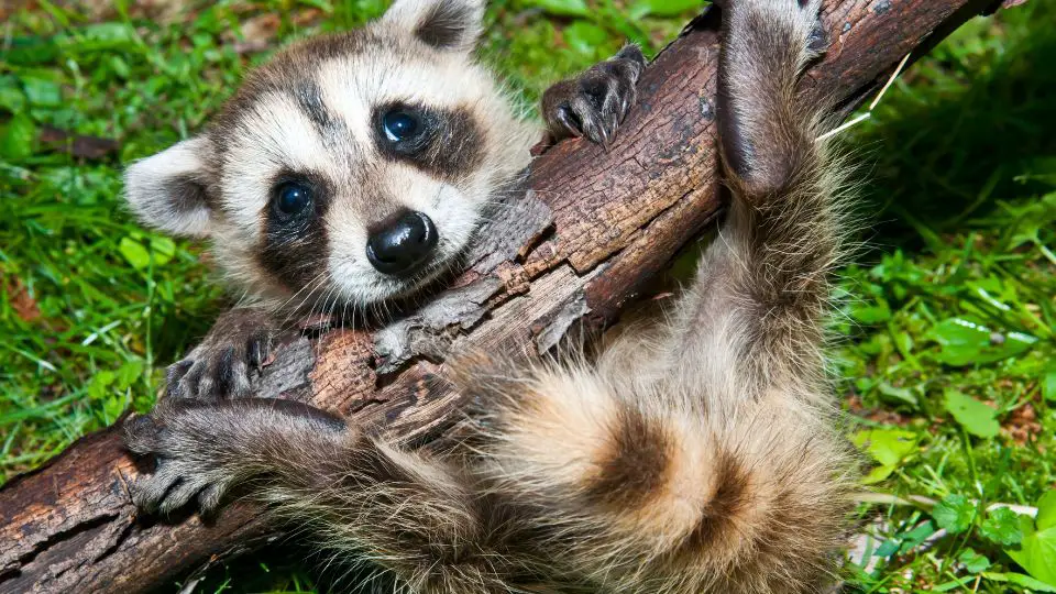 baby raccoon hanging on a tree branch