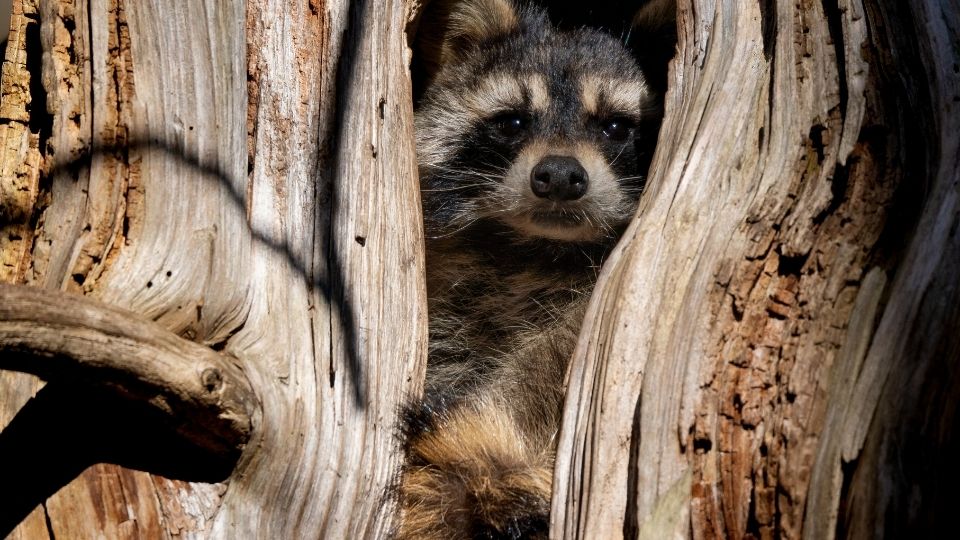 raccoon in a tree trunk