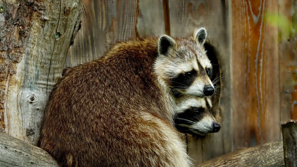 Two raccoons near a fence