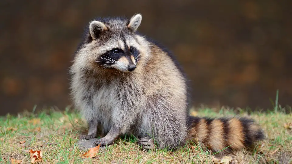 raccoon sitting on grass