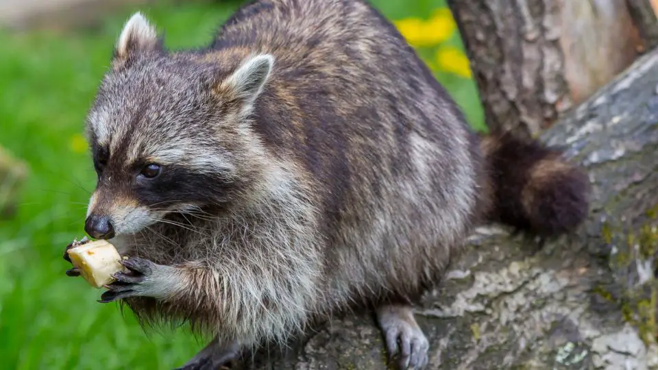 raccoon bait banana