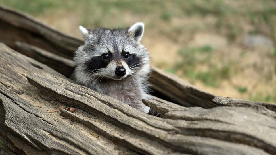 raccoon nest