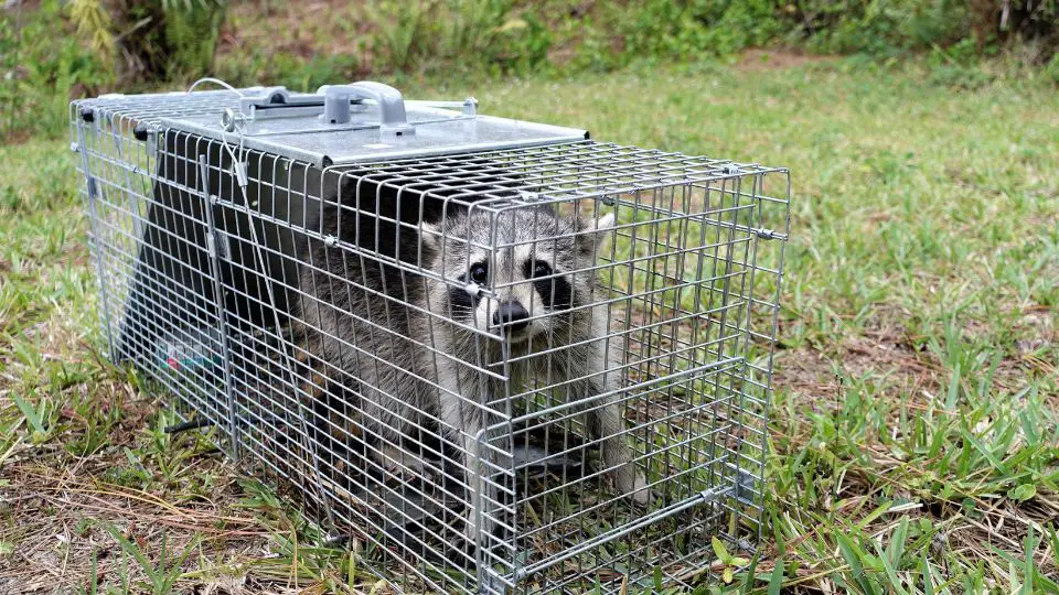 raccoon removal