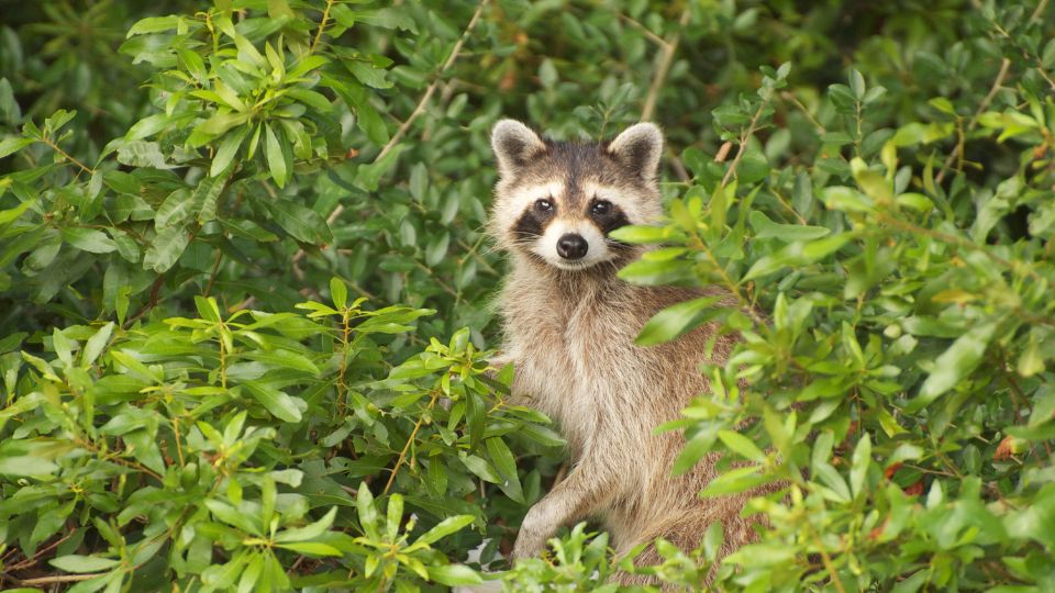 raccoon in vegetation