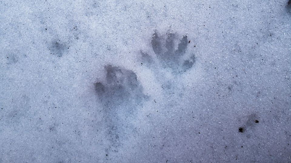 raccoon prints in snow