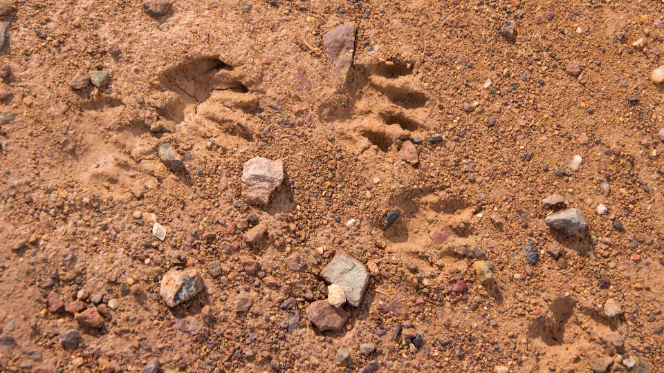 raccoon tracks in red dirt