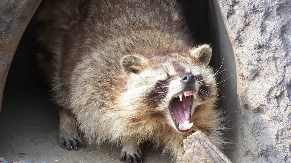 raccoon snarling in cave