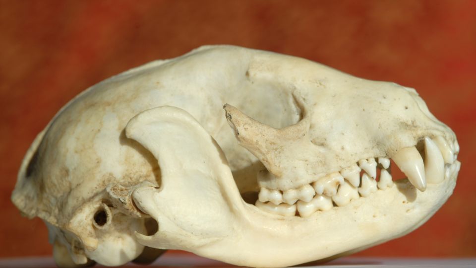 raccoon skull