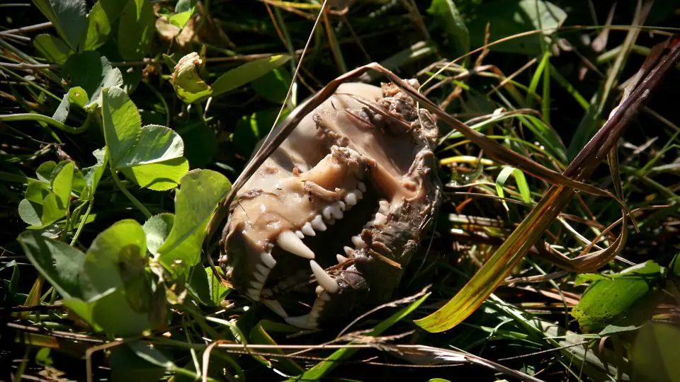 raccoon skull decaying in the brush