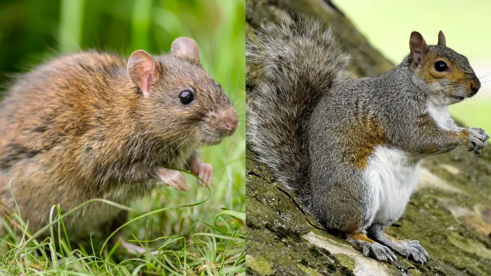 rat versus squirrel 1