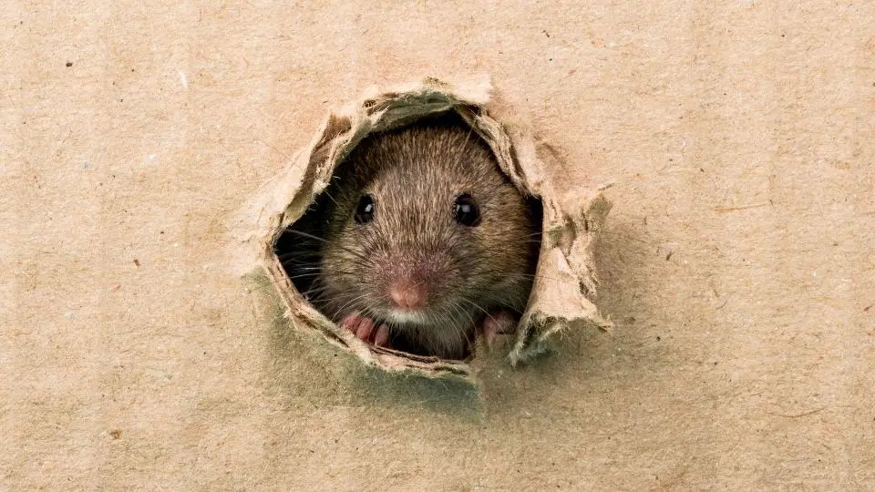 rat poking its head through cardboard