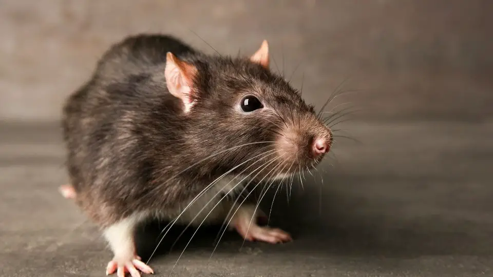 identification mouse vs rat