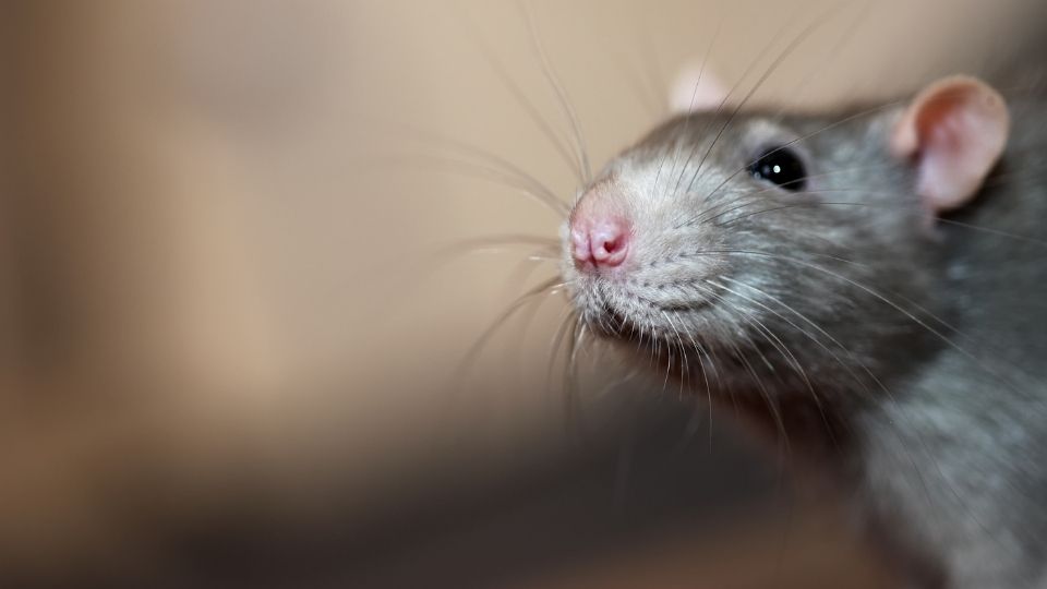 close up of rats face