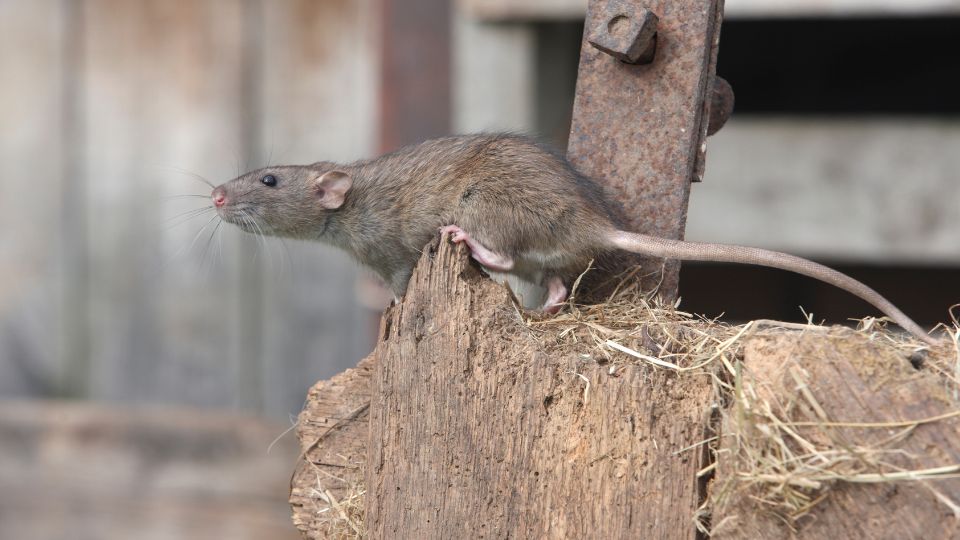 rat on a piece of wood metal and hay