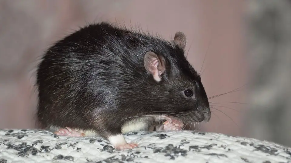 rat inside a home on some fabric