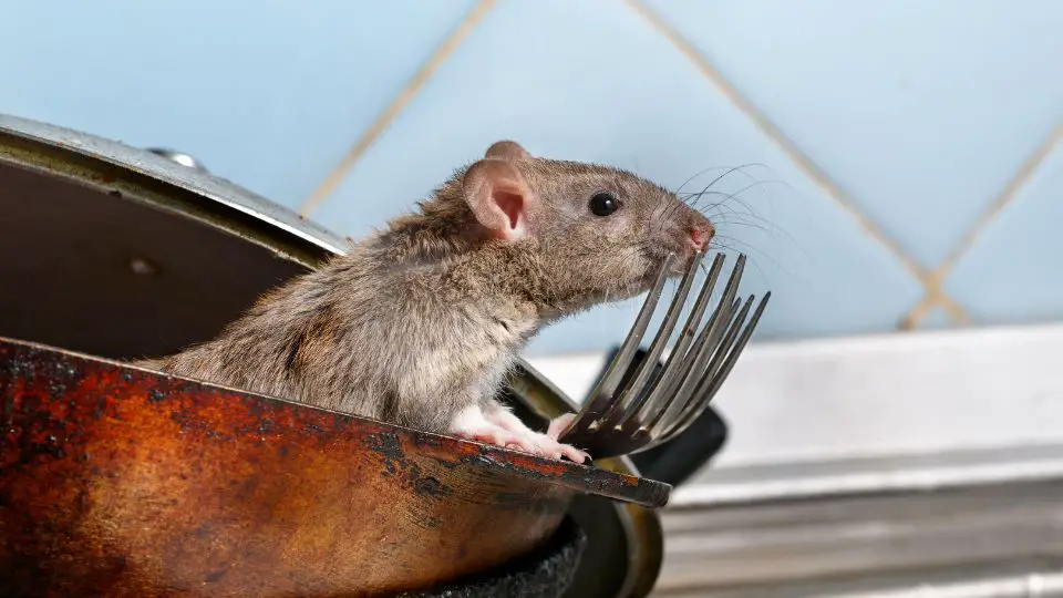 rats sitting in an empty pan with forks in a kitchen next to blue tile