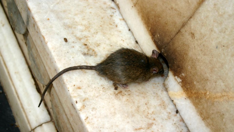 mouse going into a mouse hole on marble
