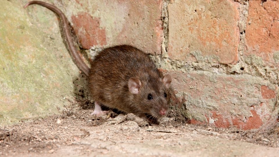 rat near a brick wall
