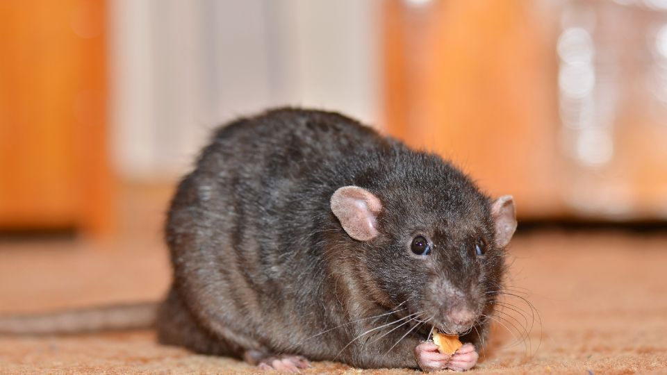 rat on carpet munching