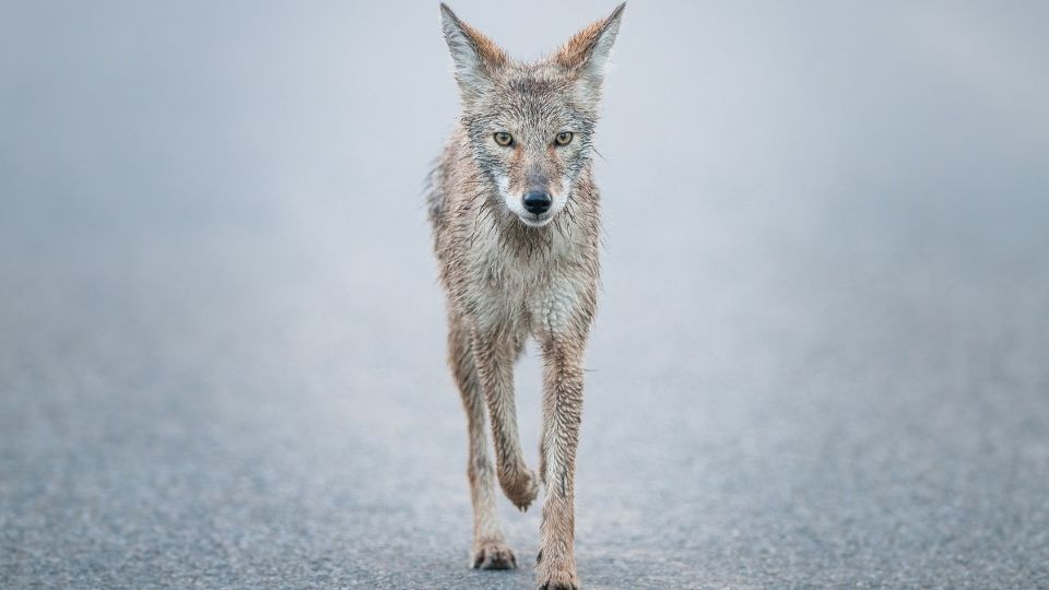 water coyote walking on an asphalt road