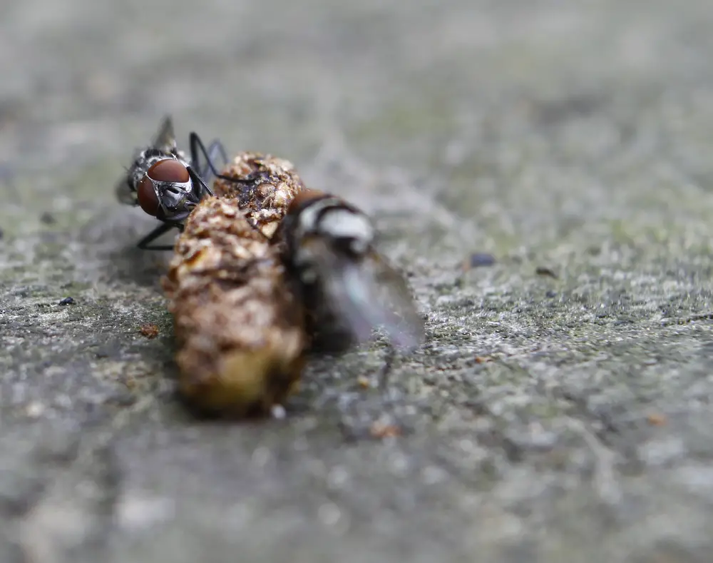 squirrel droppings