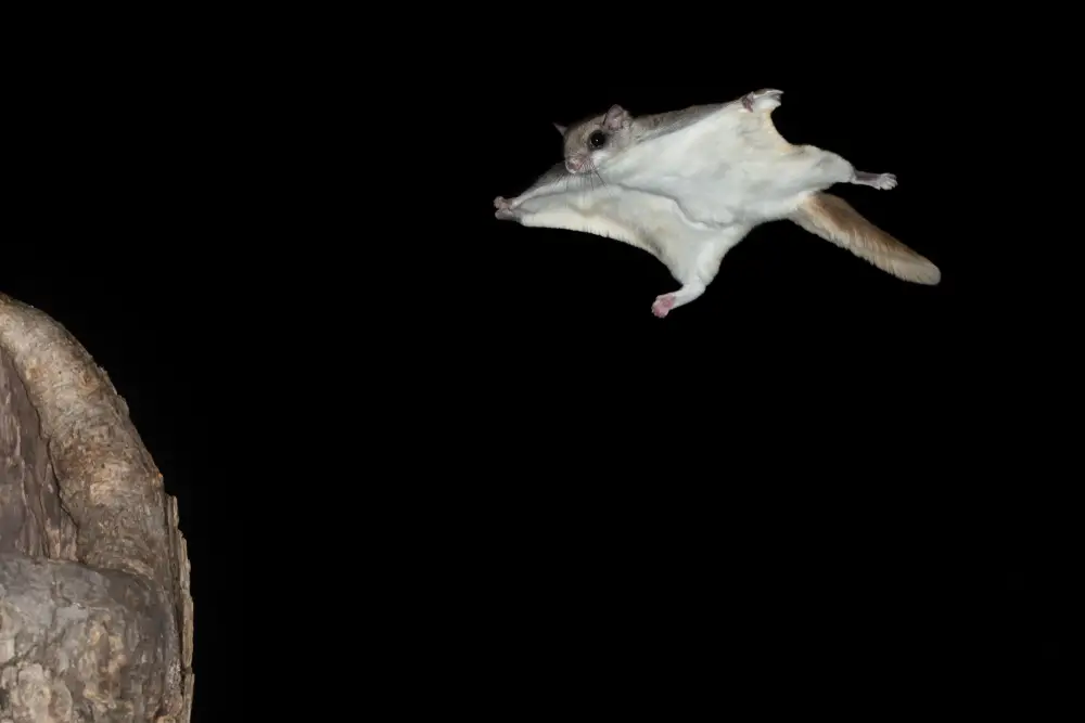 flying squirrel mid flight at night towards a tree