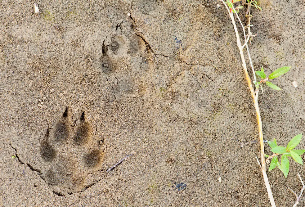 coyote tracks in loose soil