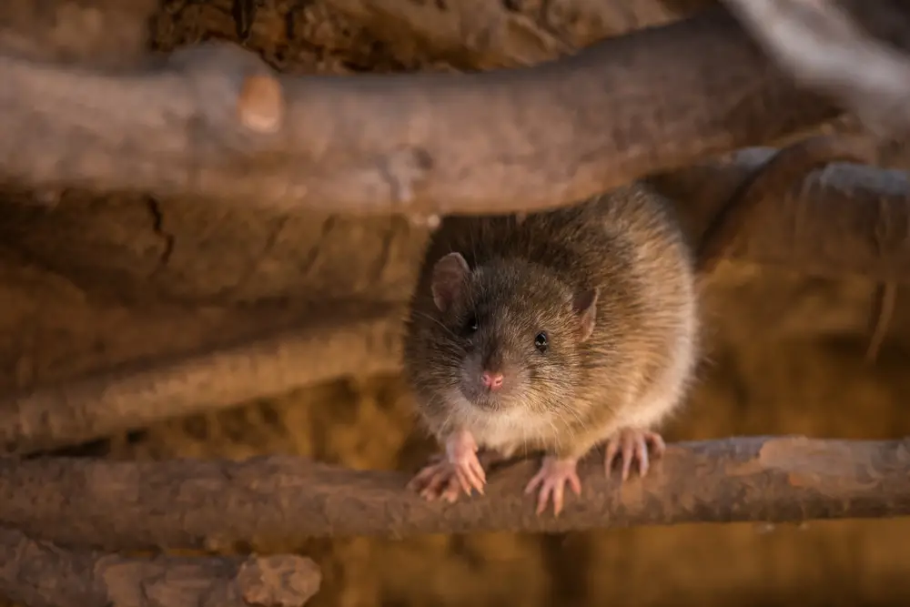 roof rat in tree root system