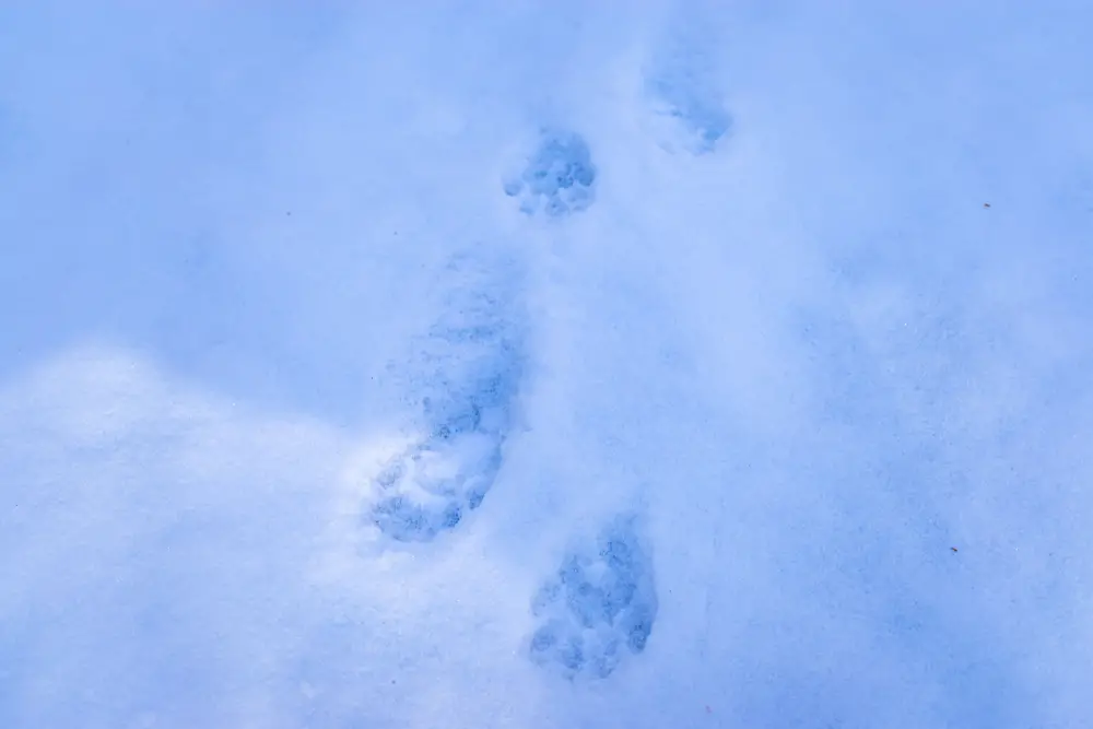 five digit skunk tracks in the snow
