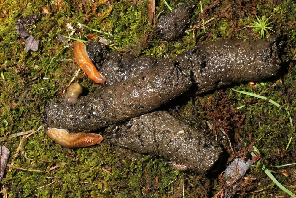 raccoon scat