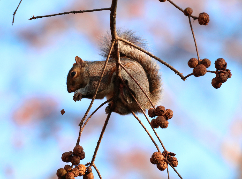 squirrel on the end of a leafless tree branch