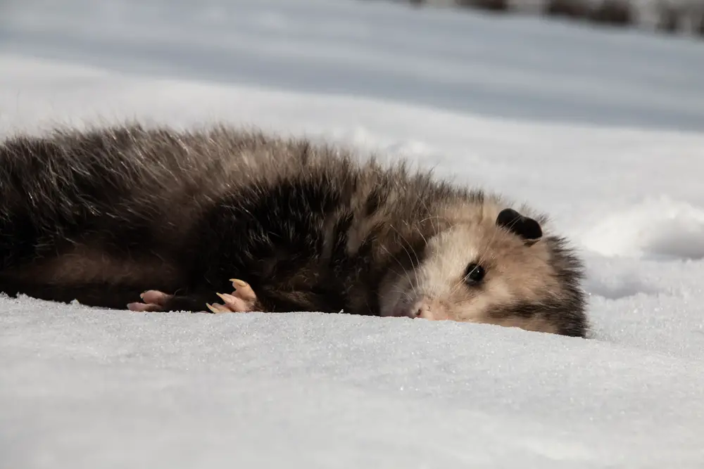 opossum laying on the snow