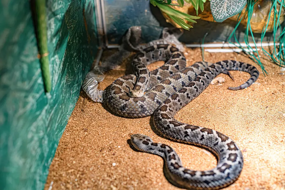 two snakes in an enclosure