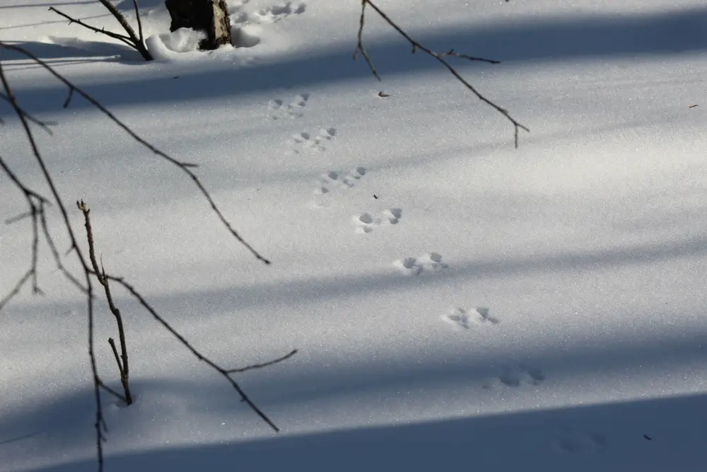 Weasel tracks in snow