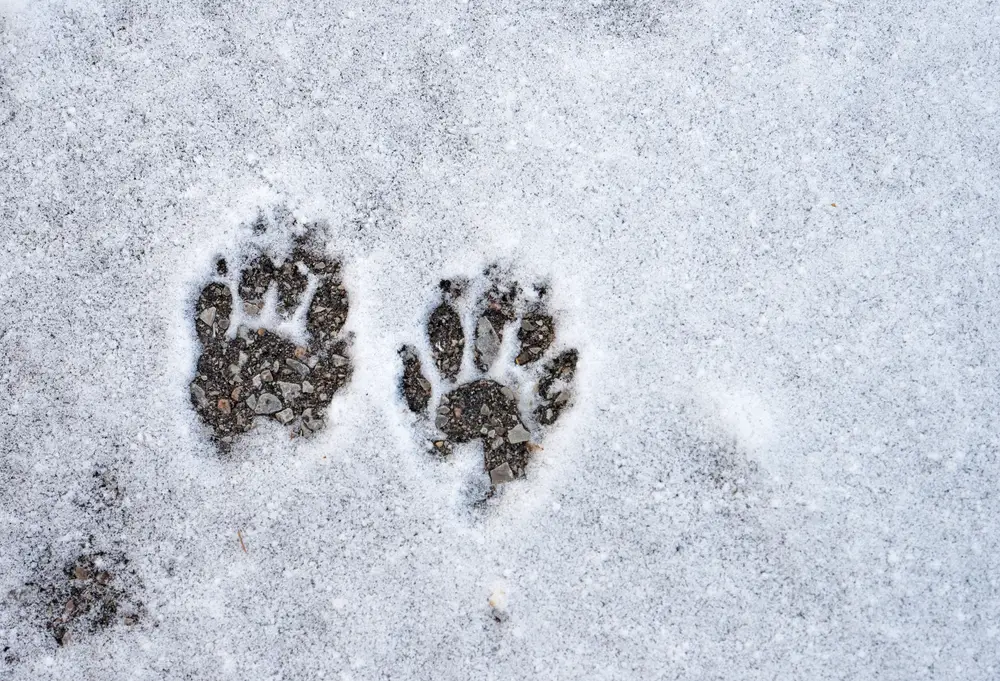 front skunk tracks in snow