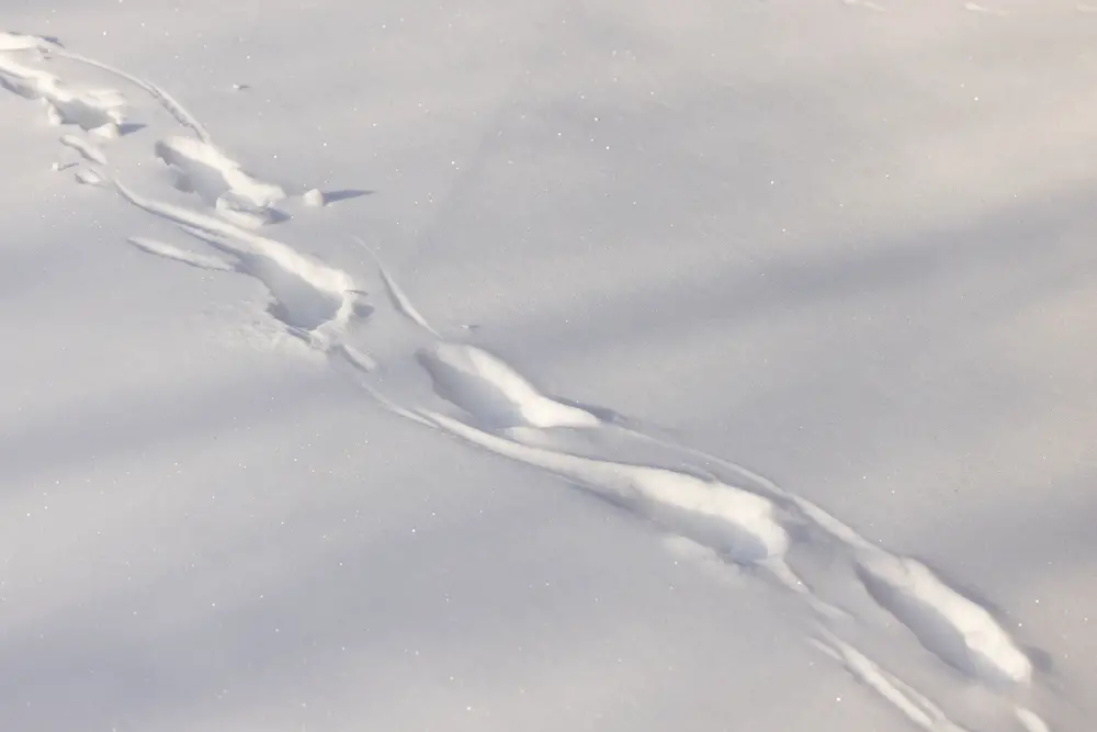 possum track drag marks in snow