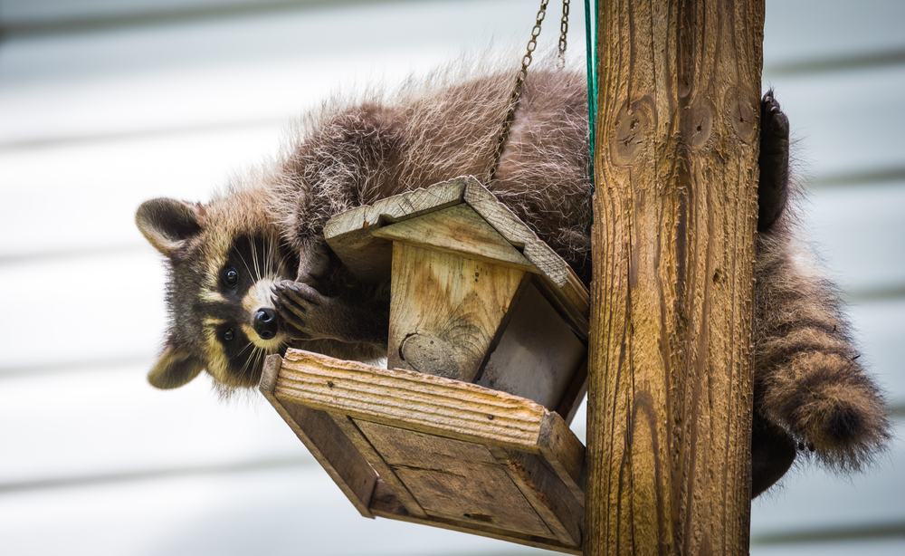 raccoon on bird feeder