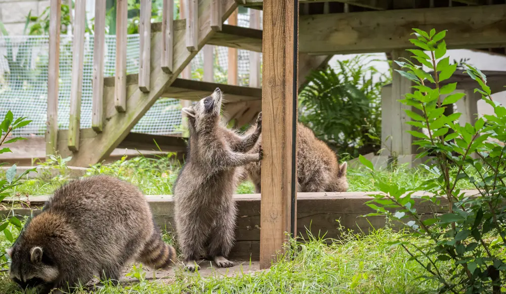 raccoons prowling around a patio