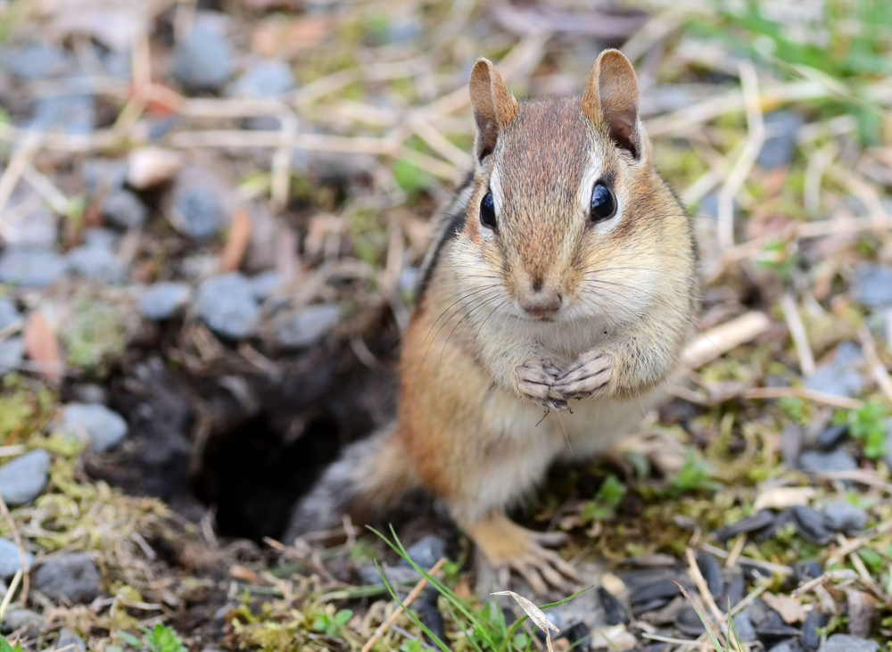 chipmunk at the entrance to a burrow