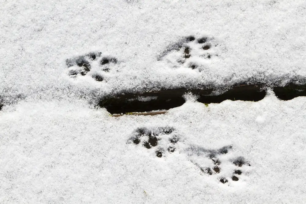 four skunks tracks in the snow