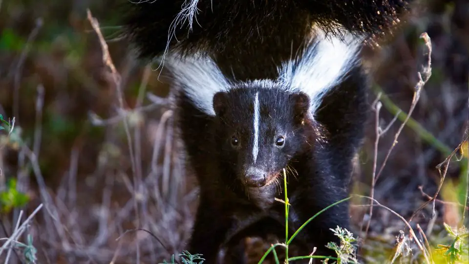 skunk rustling through the brush