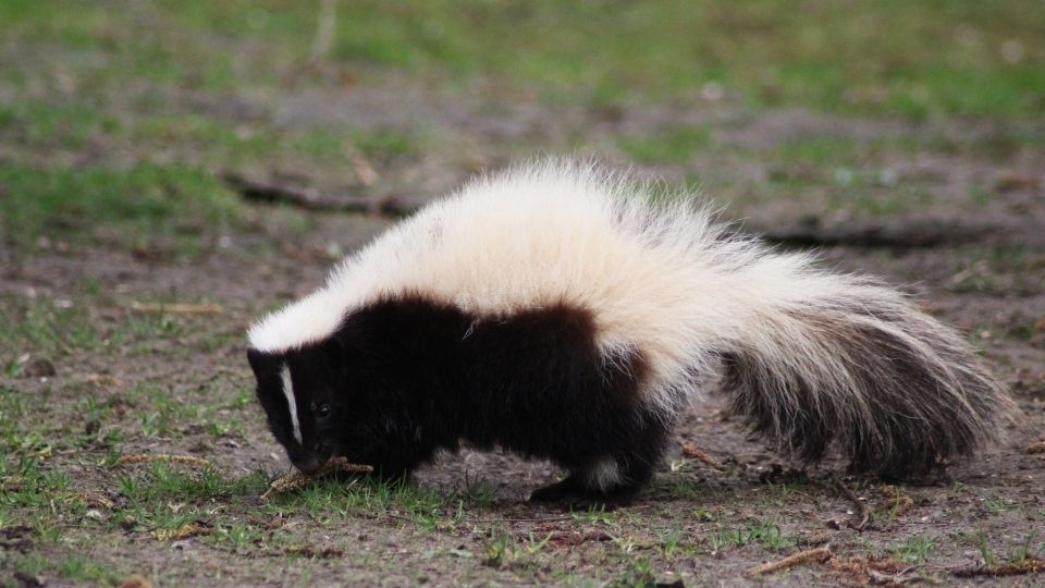 hooded skunk in a patch of dirt and grass