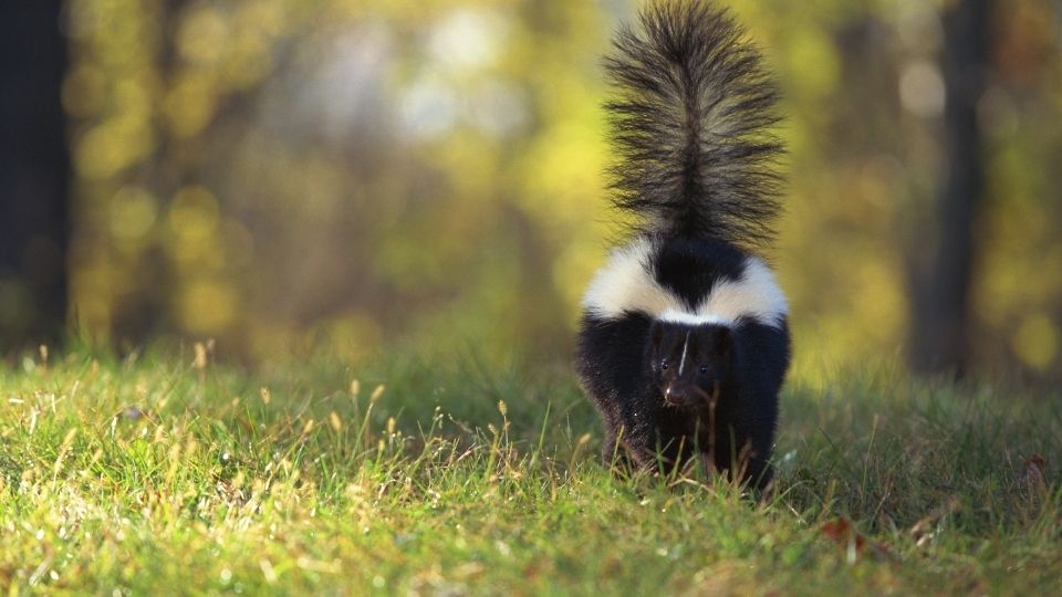 striped skunk in the forest walking on medium length grass
