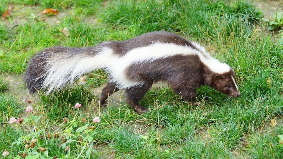 striped skunk in a patch of grass next to pink flowers