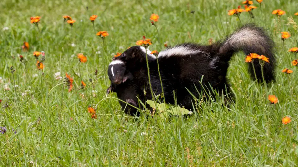 skunk holding baby skunk in its mouth in a field of grass and orange flowers