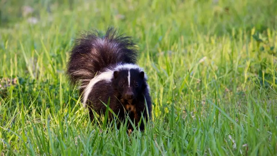 skunk in green grass