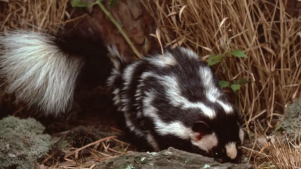 spotted skunk in dry grass