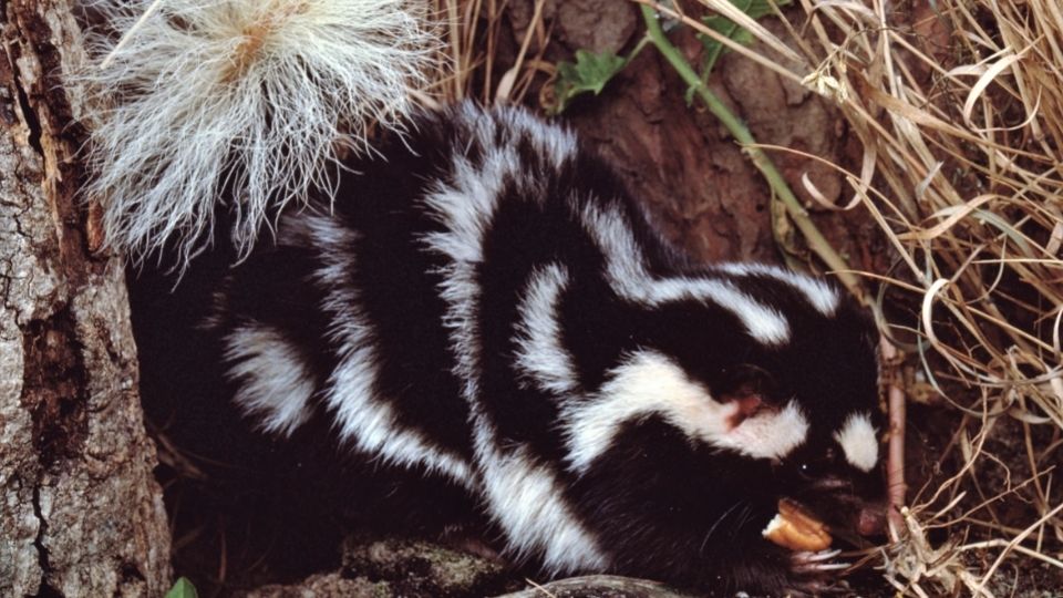 spotted skunk amongst dried grass and tree bark